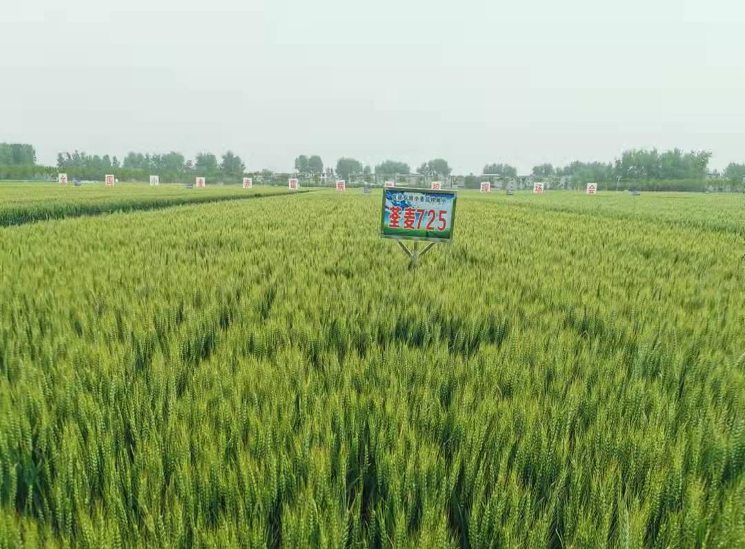 1、荃麥725.jpg